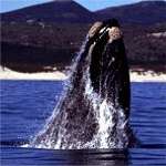 Hermanus Whale Watching 2